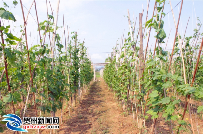 数说贺州:特色产业逐步壮大 _贺州新闻_贺州新闻网