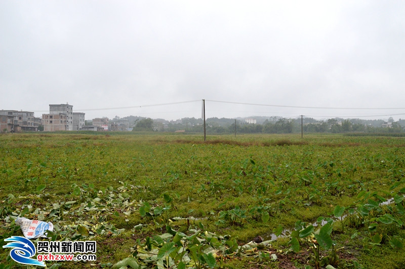 桂岭镇人口_揭东县桂岭镇围头村(2)