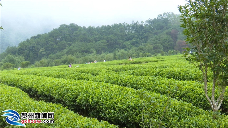 昭平gdp_昭平中学(2)