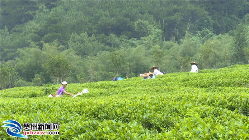 昭平gdp_昭平中学(2)