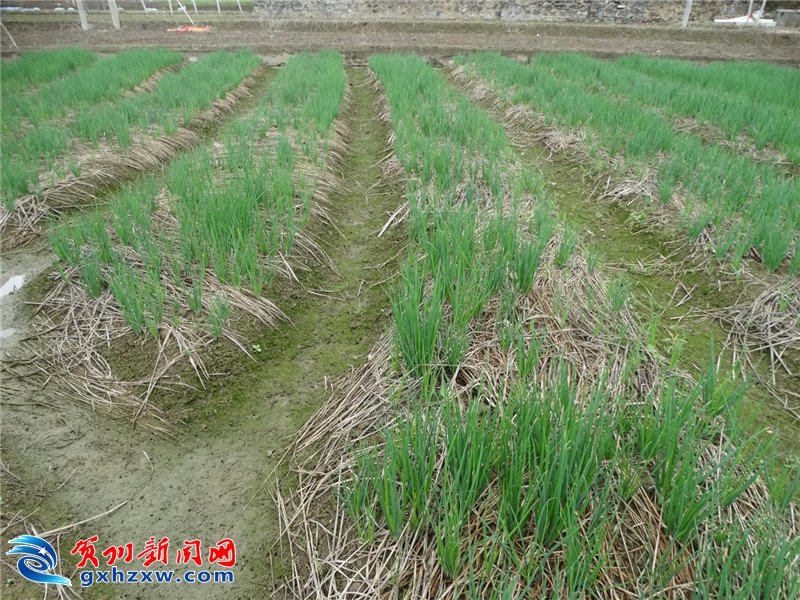 秸秆焚烧解决方案 20200812034242930.jpg