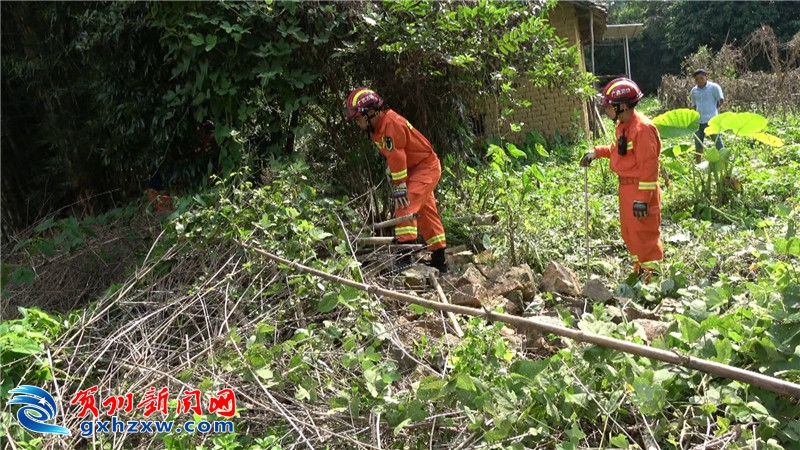 时隔两个月再现眼镜王蛇钻入百姓家中 贺州新闻 贺州新闻网