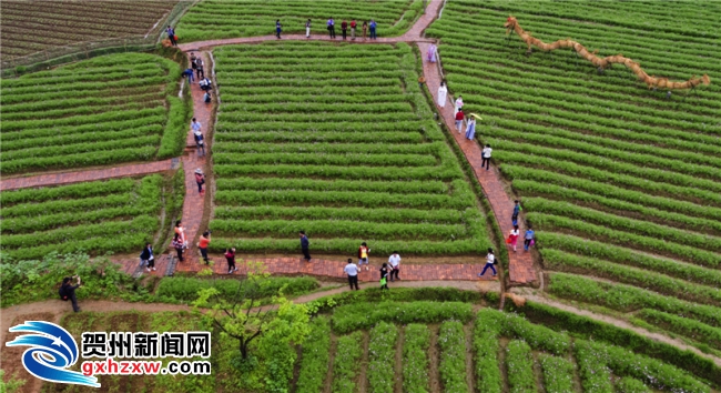 美丽的田园风光--发条摄. 贺州新闻网(通讯员 黄旭胡 杨微聪)临近五一佳节,位于昭平县黄姚镇新寨村绕城二级公路边的银壶山农趣文化园数十亩格桑花已美丽绽放,各种农耕稻草人工艺品正在紧张制作安装中,近20米长的巨型稻草龙首度亮相格桑花田间,吸引了众多游客前来观龙赏花。据悉,该农趣文化园将于近日开园迎客。