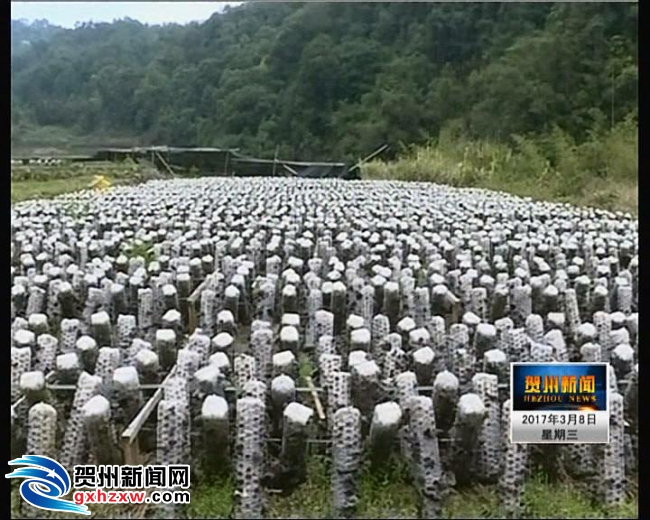 昭平县有多少人口