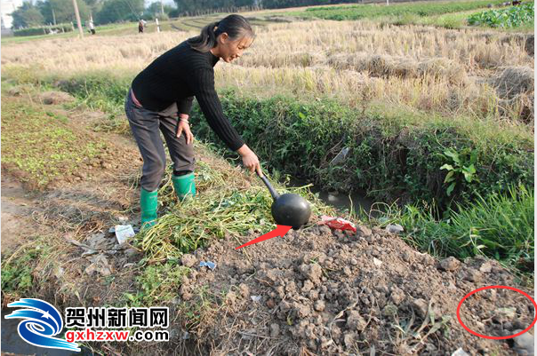 贺州72岁奶奶种出24斤红薯 - 贺州新闻 - 中新网